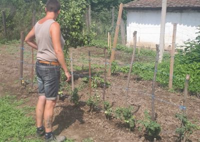 A kisújszállási kertekben is szépen fejlődnek a zöldségek